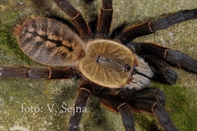 Ornithoctoninae sp Nhen Dep SpidersForge)