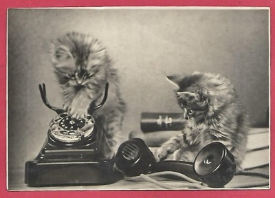 Kot kotek zabawa koty telefon koty stara pocztówka