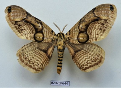 Motyl Brahmaea arojoeno samiec.