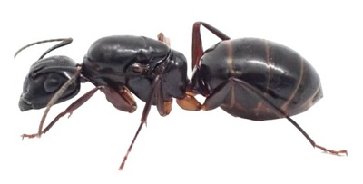 Mrówki Camponotus sylvaticus Q