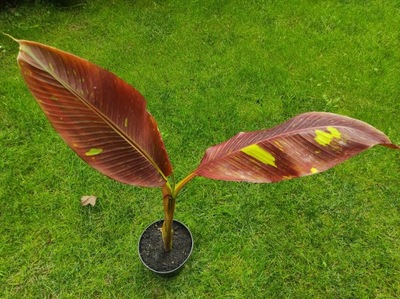 BANANOWIEC MUSA SIAM RUBY - DUŻA SADZONKA BANANA OK. 80CM