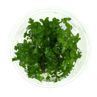 Bacopa Caroliniana in vitro 10 cm kubek