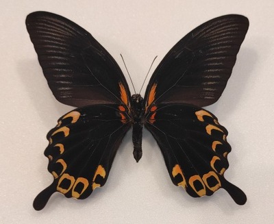 Motyl Papilio deiphobus 125mm strona brzuszna .