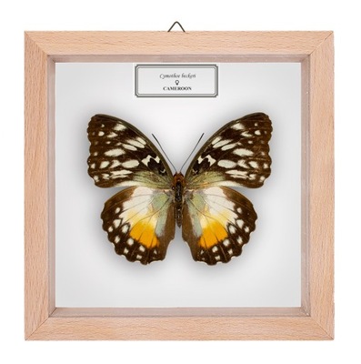 Motyl w gablotce Cymothoe beckeri - samica
