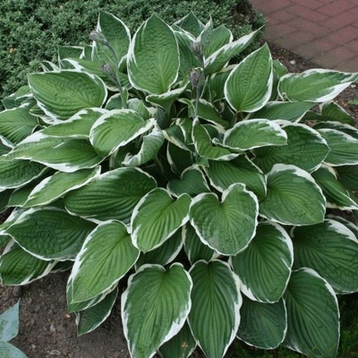 Funkia - HOSTA CRISPULA DUŻE liście