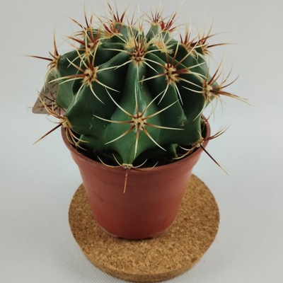 Kaktus Ferocactus Glaucescens 12Ø 18cm