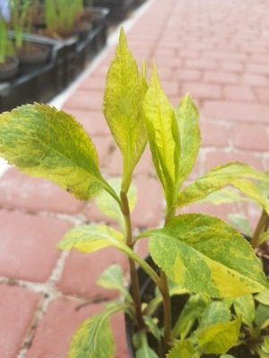 Nawłoć Solidago flexicaulis VARIEGATA sadzonka 2L