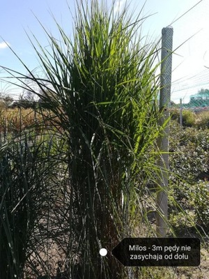 Miskant chiński MILOS - Miscanthus sinensis