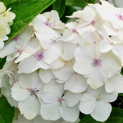 HORTENSJA OGRODOWA MADAME EMILIE MOUILLERE hydrangea macrophylla sadzonka