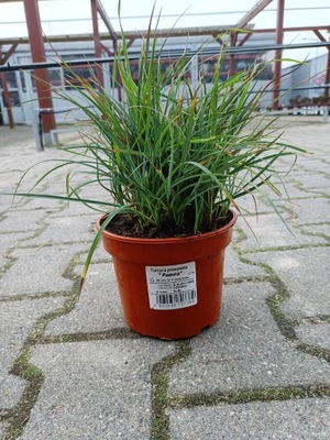 Carex panicea Pamira - Turzyca prosowata C1,5