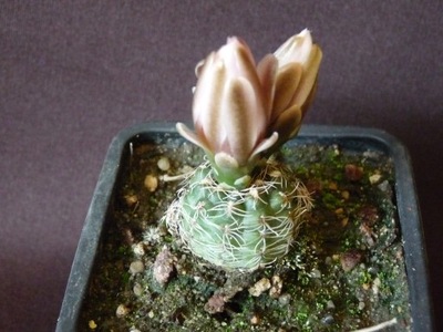 Kaktusy: Gymnocalycium bruchii