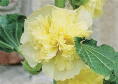 NASIONA MALWA niska QUEENY żółta bylina