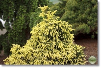 Picea abies 'Perry's Gold' - RARYTAS !!!