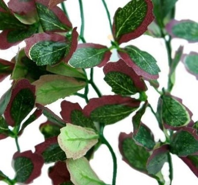 BLUSZCZ CZERWONY ROŚLINA WISZĄCA DO TERRARIUM 40CM