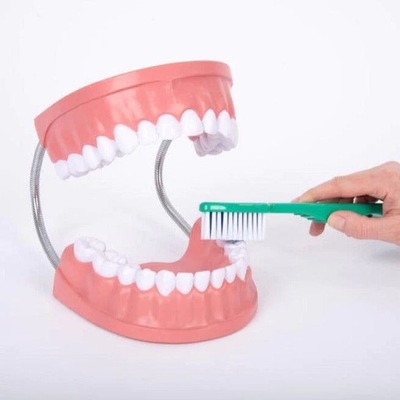 TickiT: model szczęki Giant Dental Care Model