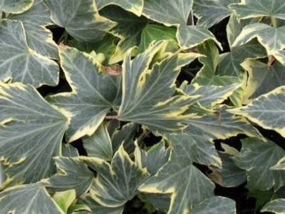 Futó borostyán 'Yellow Ripple' (6. oldal konténer)