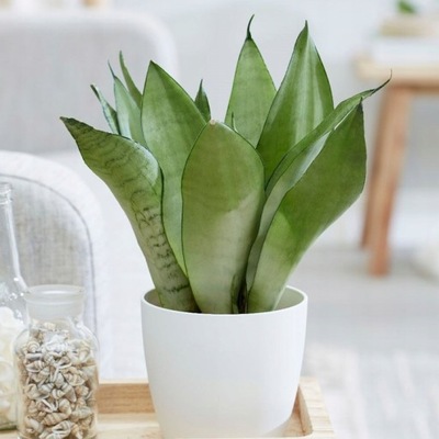 Sansewieria Moonshine Sansevieria Ładna Wężownica