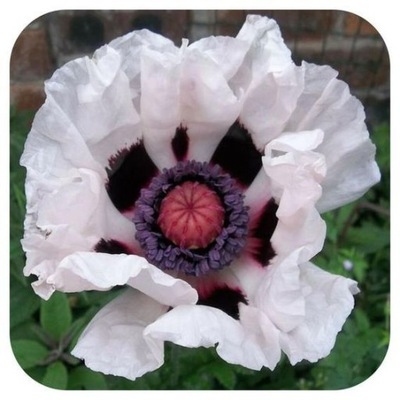 Mak wschodni, Papaver orientale