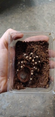 Acanthoscurria geniculata samice samce real foto