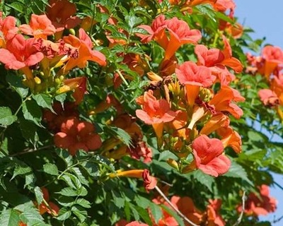 MILIN AMERYKAŃSKI ORANGE SUMMER Campsis radicans SADZONKA W POJEMNIKU 2l