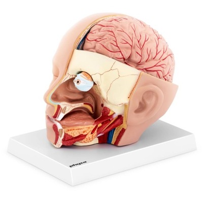 MODEL ANATOMICZNY GŁOWY TRÓJWYMIAROWY ROZKŁADANY