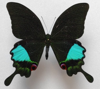 Motyl Papilio karna samiec .