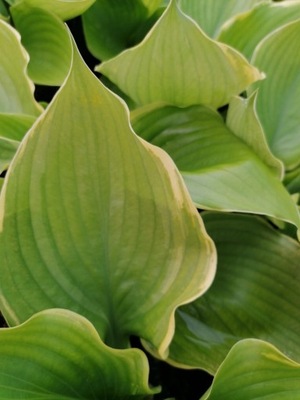 Funkia Winter Snow Hosta