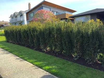 CIS pośredni HICKSII kolumnowy cis na SZPALER i ŻYWOPŁOT SADZONKA W DONICY