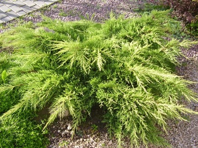Jałowiec Juniperus 'Old Gold' / 3 letni