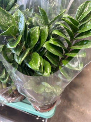 Zamiokulkas zamiolistny Zenzi 40cm