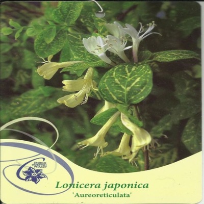 Wiciokrzew japoński AUREORETICULATA Lonicera japon