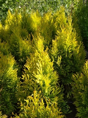 Thuja Golden Smaragd tuja stożkowa na żywopłot