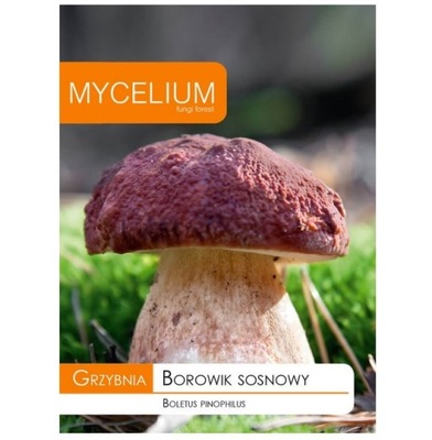 Grzybnia Borowika Sosnowego Mycelium 10 g