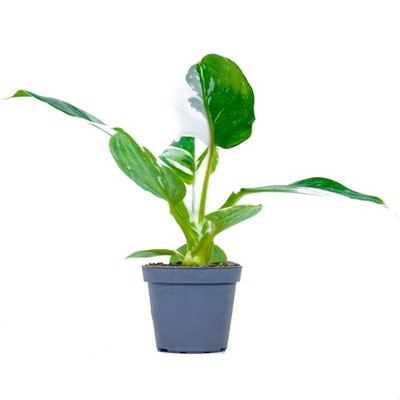 Philodendron 'White Wizard' BIAŁO-ZIELONY UNIKAT