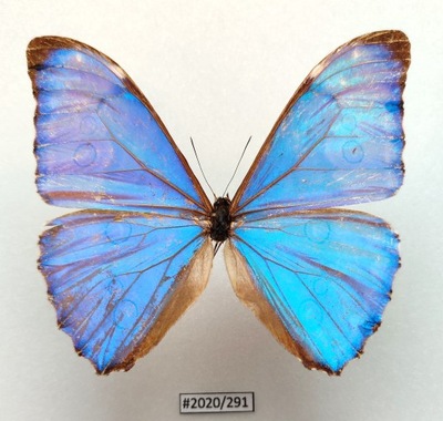 Motyl Morpho adonis samiec .