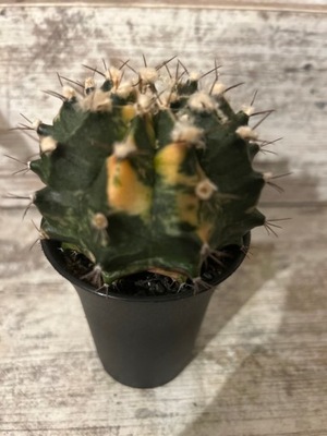 Kaktus Gymnocalycium mihanovichii 10x 6 cm Jak na zdjeciu