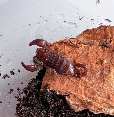 Skorpiony Euscorpius cf tergestinus dorosła samica