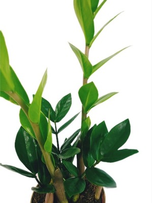 Zamioculcas zamia zamifolia zamiokulkas zaminokulus