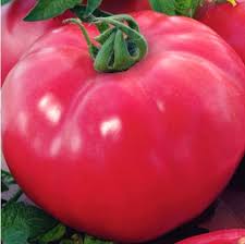 POMIDOR MALINOWY PINK KING