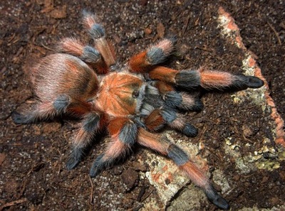 Aphonopelma moderatum (SpidersForge)