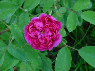 Róża Historyczna - Rose de Resht