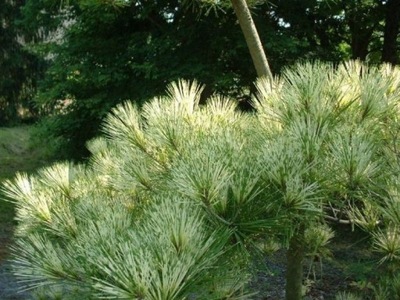 SOSNA 'Pinus' OKULUS DRACONIS