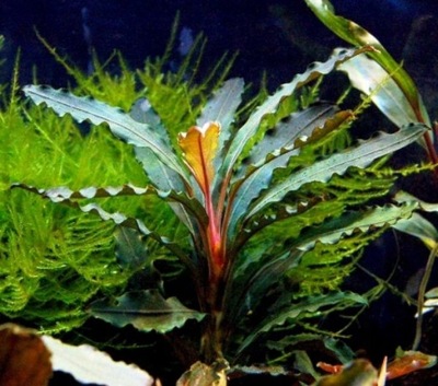 Bucephalandra Green Velvet - Rarytas