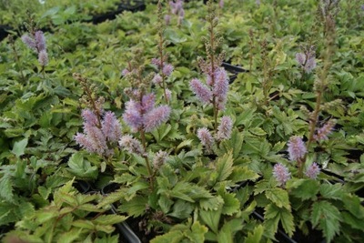 Tawułka chińska Astilbe chinensis 'Pumila'