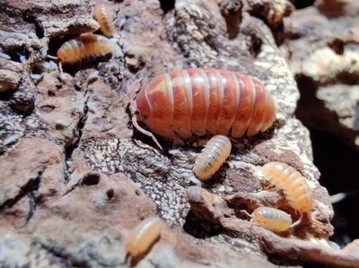 Isopody Armadillidium vulgare tangerine 10 sztuk