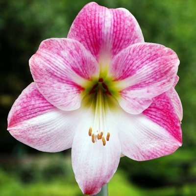 Hippeastrum Amarylis Zwartnica Pink Blossom 1 szt.