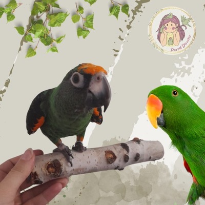 Żerdź brzozowa dla papug rozm. M/L od PARROT DISASTER