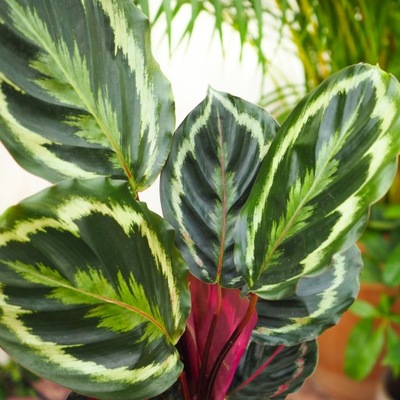 Tropikalna Calathea 'Medallion' MISTERNE zdobienia