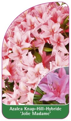 Azalea 'Jolie Madame'