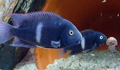 Neetroplus nematopus - Bazalcik kostarykański